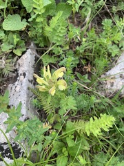 Pedicularis chroorrhyncha