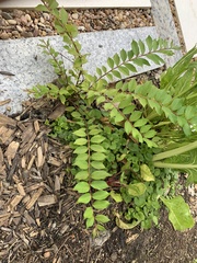 Lagerstroemia subcostata