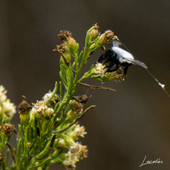 Megachile saulcyi