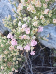 Erica tegulifolia