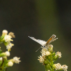 Pseudolucia chilensis