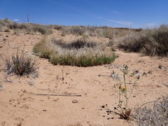 Muhlenbergia pungens