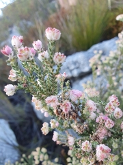 Erica tegulifolia