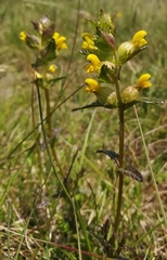Rhinanthus mediterraneus