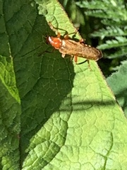 Cantharis livida