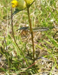 Rhinanthus mediterraneus