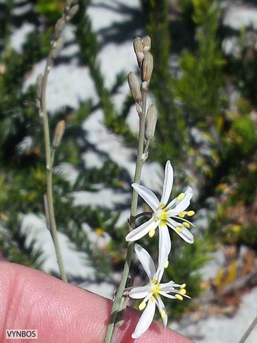 Trachyandra brachypoda