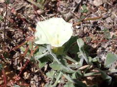 Calystegia malacophylla