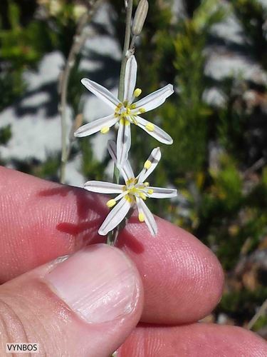 Trachyandra brachypoda