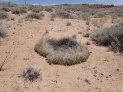 Muhlenbergia pungens