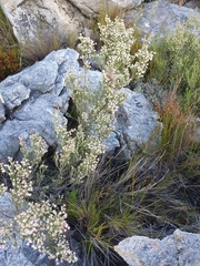Erica tegulifolia