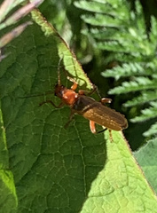 Cantharis livida