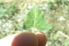Calystegia malacophylla