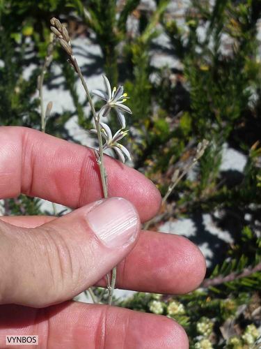Trachyandra brachypoda
