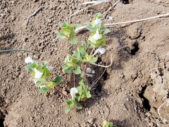Acanthomintha obovata cordata