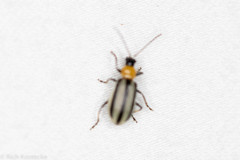 Acalymma trivittatum