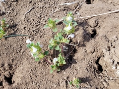 Acanthomintha obovata cordata