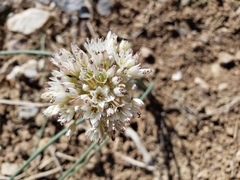 Allium howellii