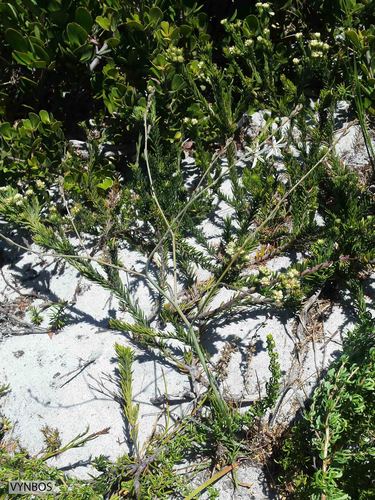 Trachyandra brachypoda