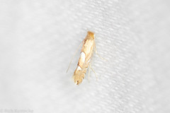 Phyllonorycter aeriferella