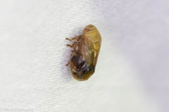 Clastoptera achatina