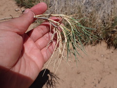 Muhlenbergia pungens