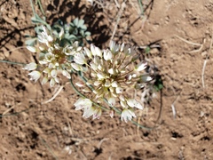 Allium howellii