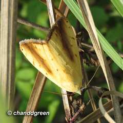 Xanthodes intersepta