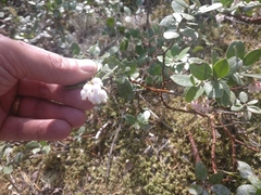 Arctostaphylos nevadensis