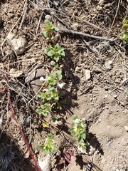 Acanthomintha obovata cordata