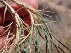 Muhlenbergia pungens