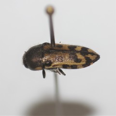 Acmaeodera gillespiensis