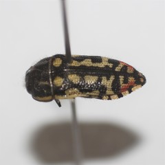 Acmaeodera paradisjuncta