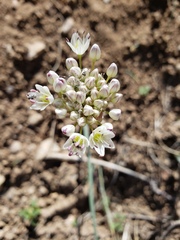 Allium howellii