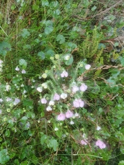 Erica tegulifolia