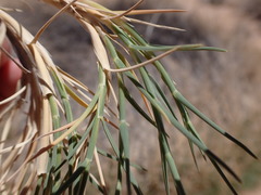 Muhlenbergia pungens