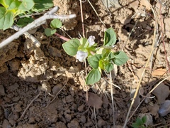 Acanthomintha obovata cordata