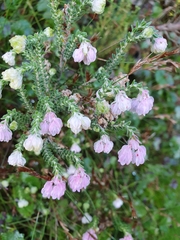 Erica tegulifolia