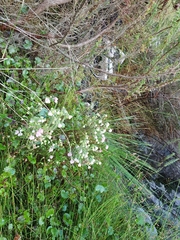Erica tegulifolia