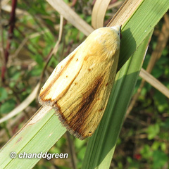 Xanthodes intersepta