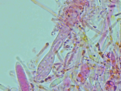 Mitrula lunulatospora