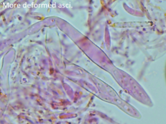 Mitrula lunulatospora