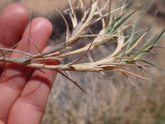 Muhlenbergia pungens
