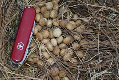 Sylvilagus cunicularius