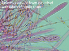 Mitrula lunulatospora