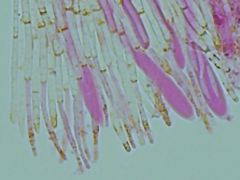 Mitrula lunulatospora