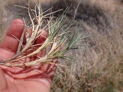 Muhlenbergia pungens