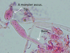 Mitrula lunulatospora