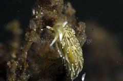 Diaphoreolis viridis