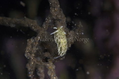 Diaphoreolis viridis